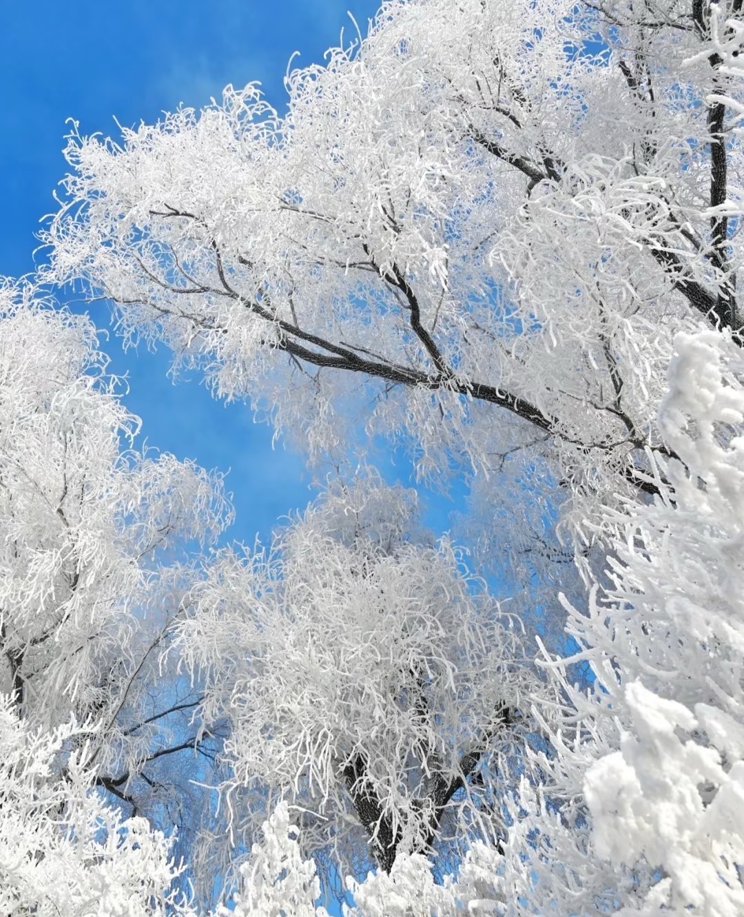 郴州旅游兩天一晚高椅嶺+裕后街+溫泉酒店+莽山五指峰霧凇